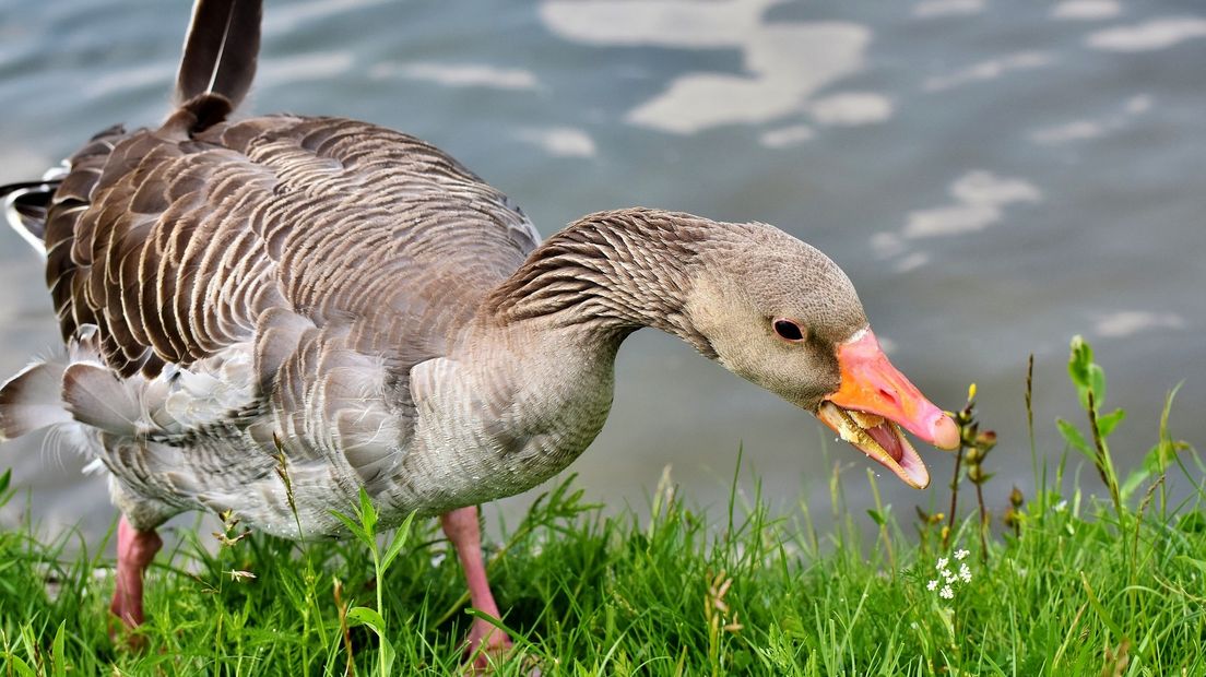 Een grauwe gans.