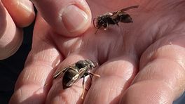 'Als je de vestiging van de Aziatische hoornaar wilt voorkomen, dan moet je nu actie ondernemen'