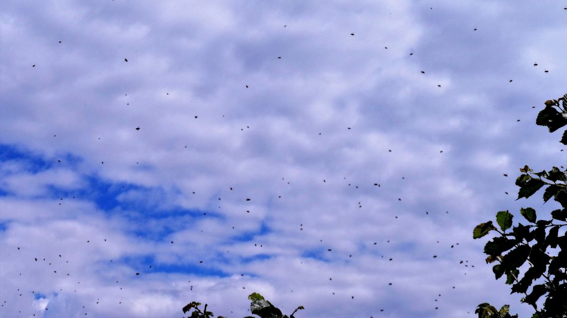 Zwerm bijen in de lucht.