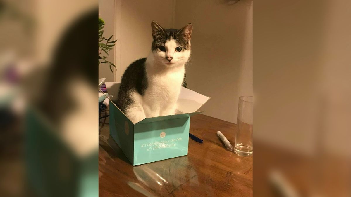 Doodgeschoten poes zorgt voor opschudding in Oud-Vossemeer, baasje looft beloning uit voor gouden ti