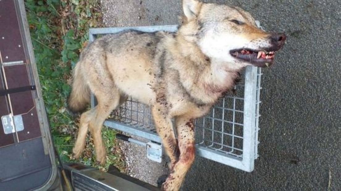 De doodgeschoten wolf in Stroe.