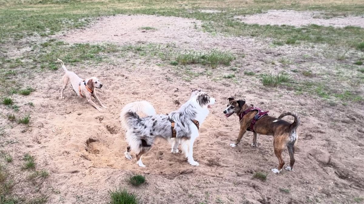 Waterwinpark dicht voor honden, gemeente zoekt naar nieuwe losloopgebieden