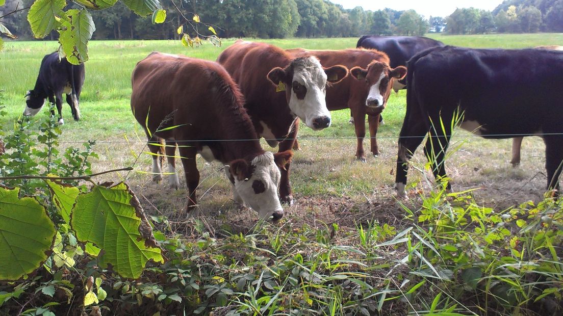Koeien in De Kleibosch