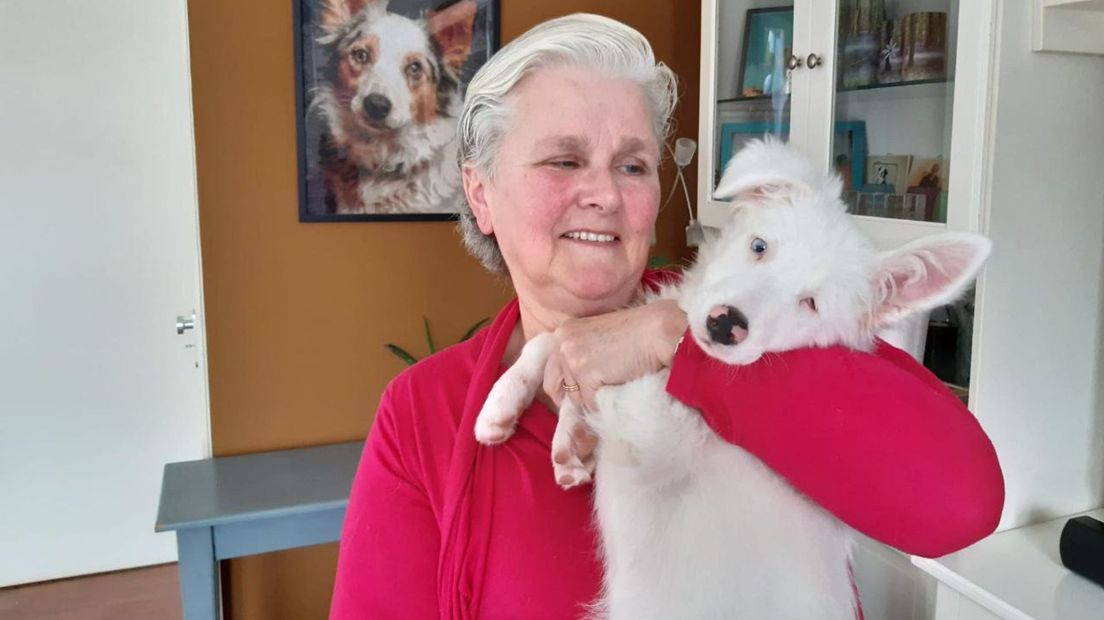 Hond Maan is gehandicapt, ziektekosten worden niet vergoed
