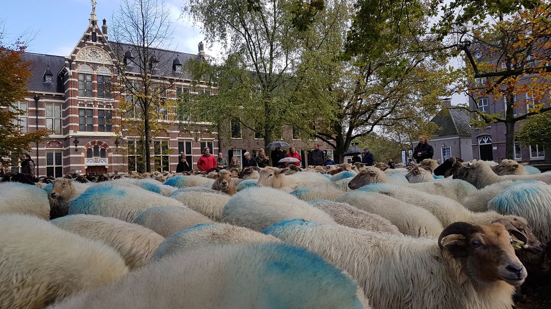 De schapen in de binnenstad van Assen (Rechten: Tiffany Frasa / RTV Drenthe)