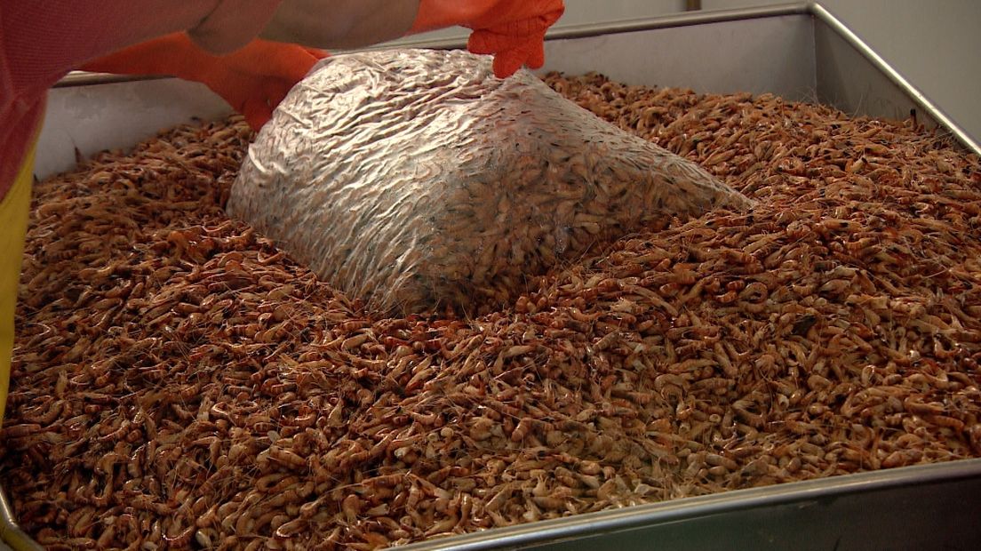 Gigantische garnalenvangst door warm weer en wegblijven natuurlijke vijand