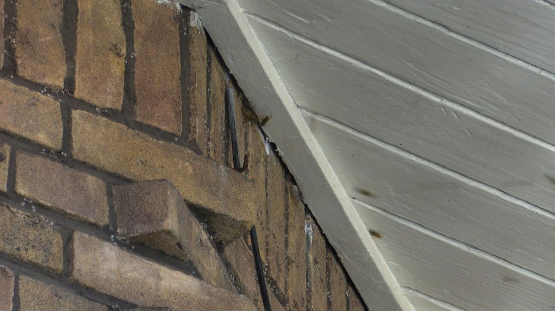 Een wespennest tussen het dakbeschot van deze woning wordt met gif aangepakt