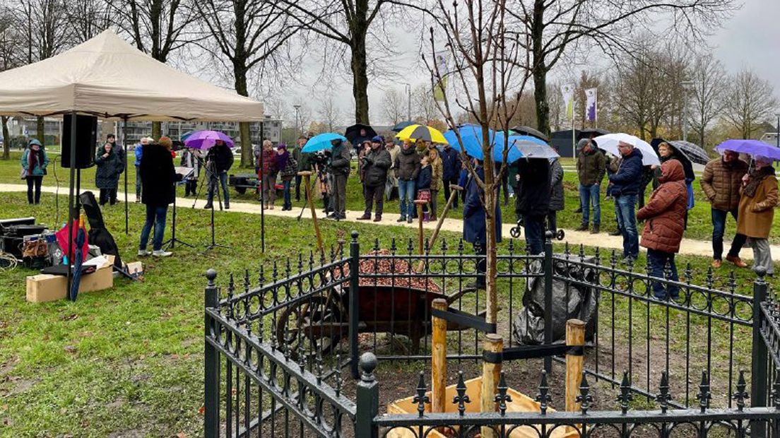 Publieke belangstelling bij het onthullen van de boom