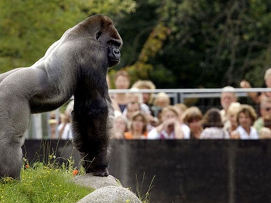 Bokito in Diergaarde Blijdorp