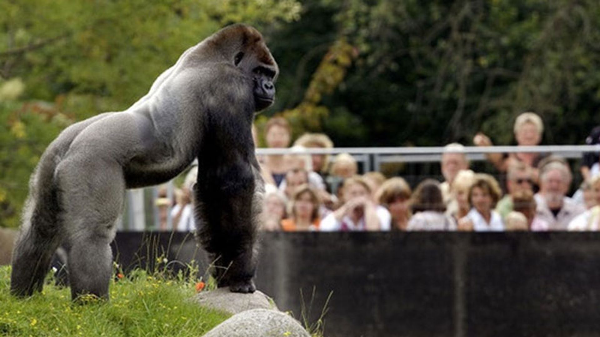 De dag dat Bokito losbrak: 'Ik dacht alleen maar o God, ik ga dood, ik ... De dag dat Bokito losbrak: 'Ik dacht alleen maar o God, ik ga dood, ik ...