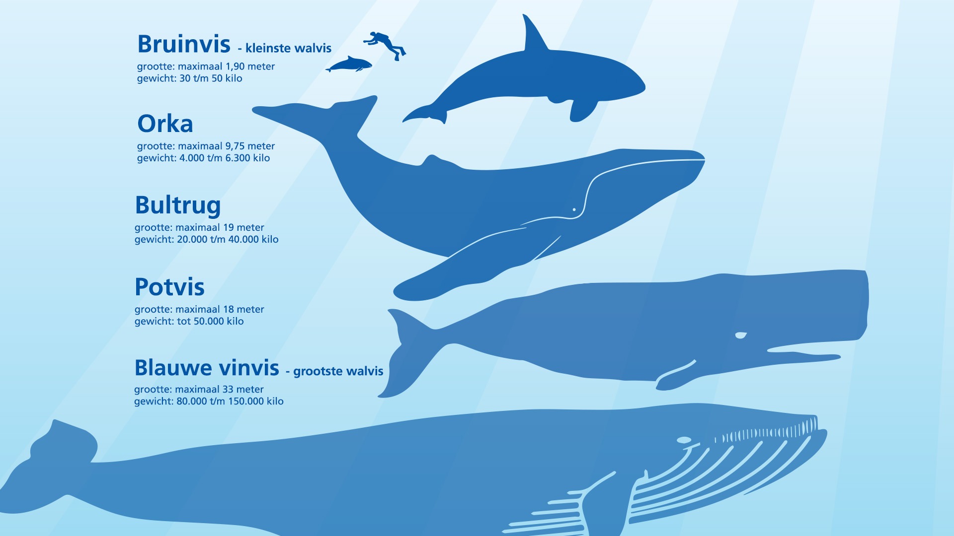 Bultrug in de Waddenzee Hoe groot isie? En kunnen we hem zien? Omrop Fryslân