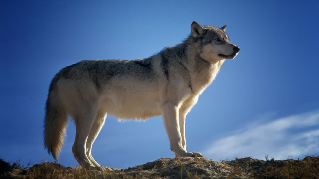 Mensen hoeven niet bang te zijn voor de wolf