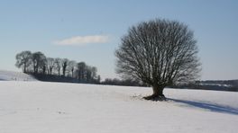 Natuur en Zo: Boom van het jaar, Tuspeel in Heel