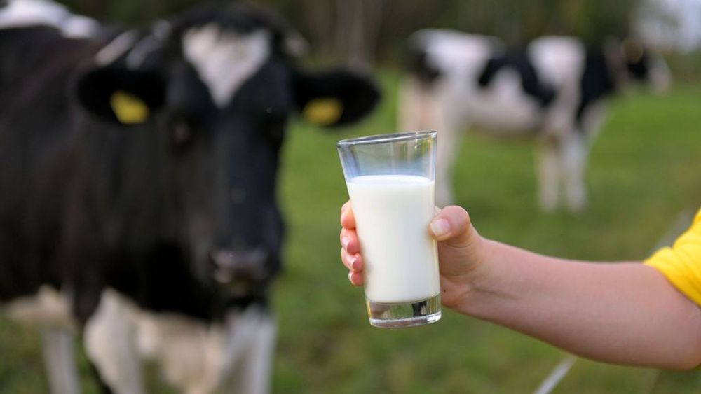 Melk is goed voor elk, maar hoe hard hebben we zuivel eigenlijk nog