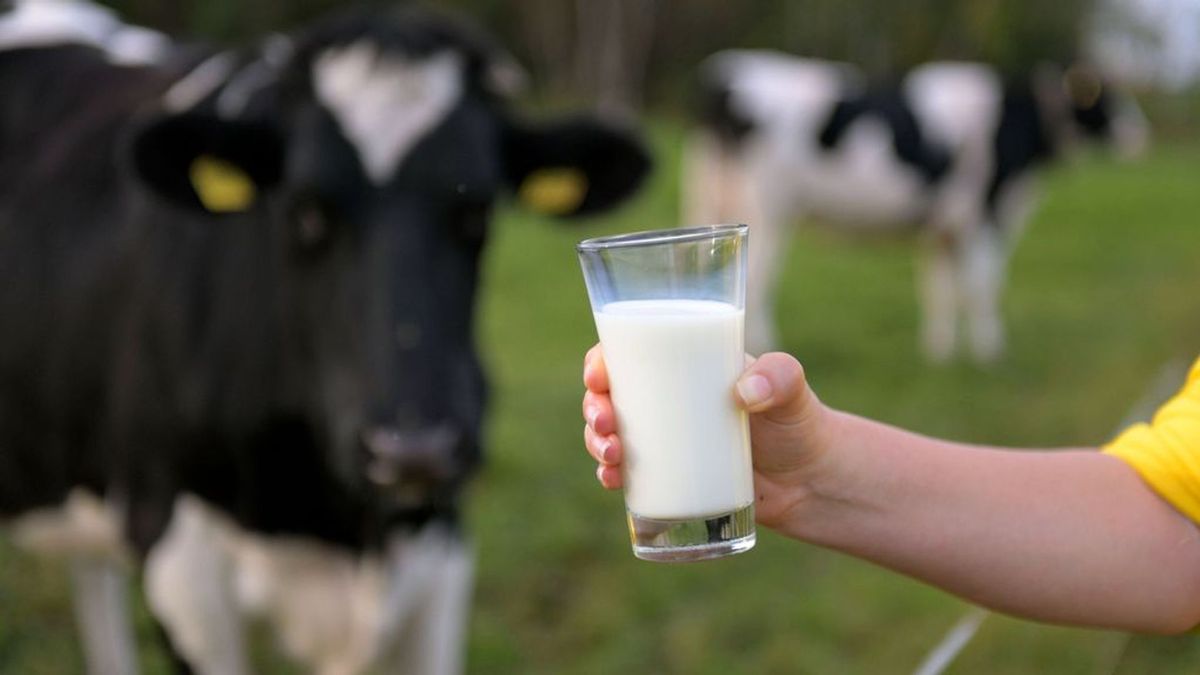 Melk is goed voor elk, maar hoe hard hebben we zuivel eigenlijk nog