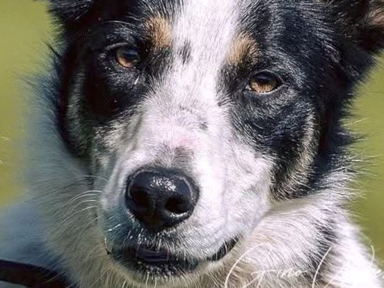 Van Tanji tot Sally, deze Drentse dieren kun je kennen uit het nieuws