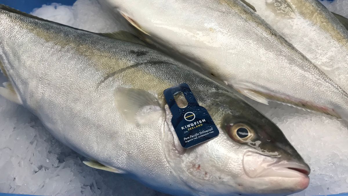 Kingfish gaat uitbreiden bij Kats en lonkt naar Zuid-Europa