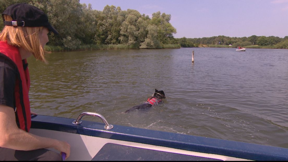 Reddingshond in het water