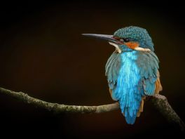 Goed jaar voor de ijsvogel, honderd jongen in Coevorden