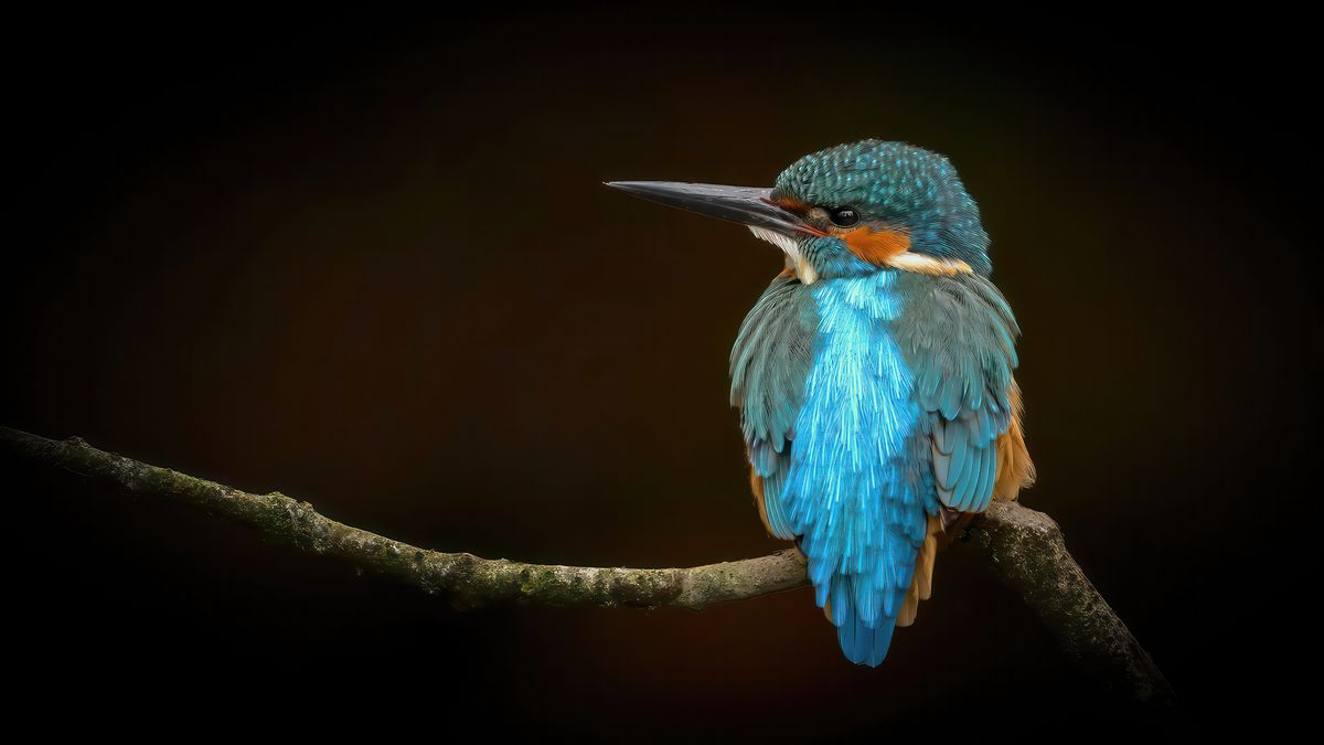 Goed jaar voor de ijsvogel, honderd jongen in Coevorden