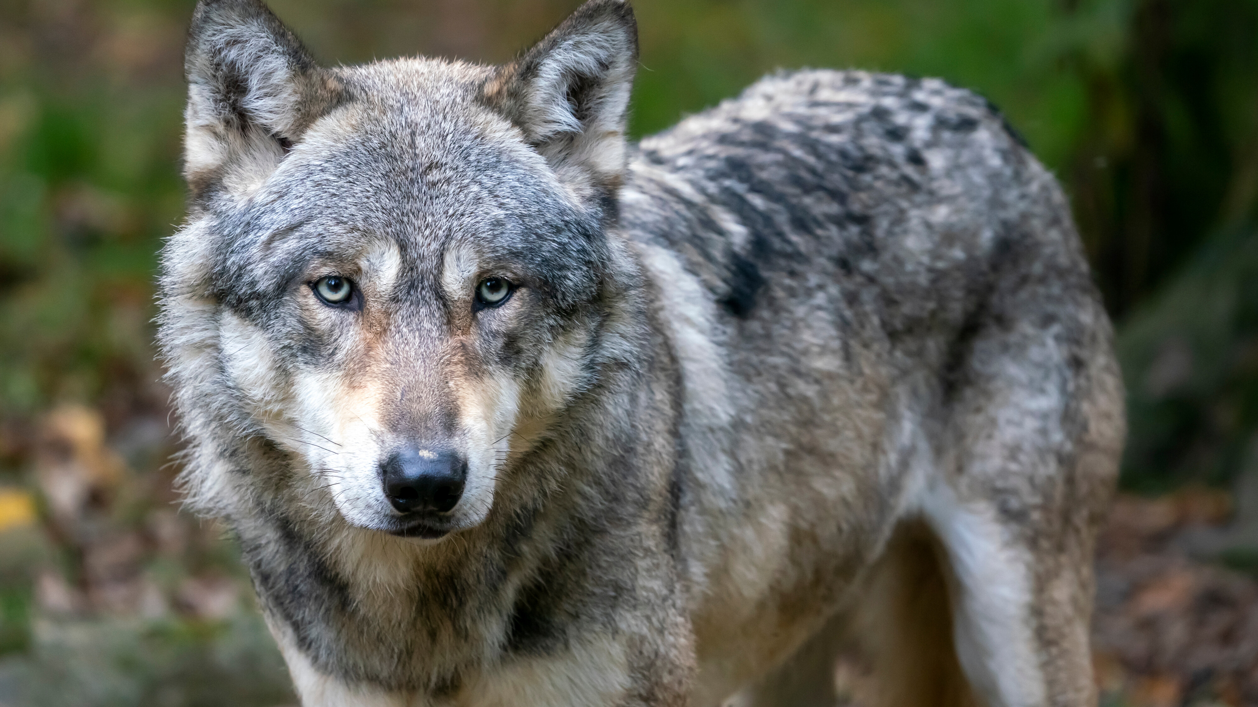 Komst in wolf tsjin? Dan binne dit de gouden regels
