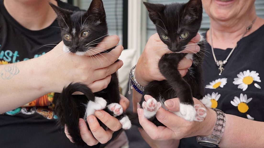 Kittens Nellie en Nollie
