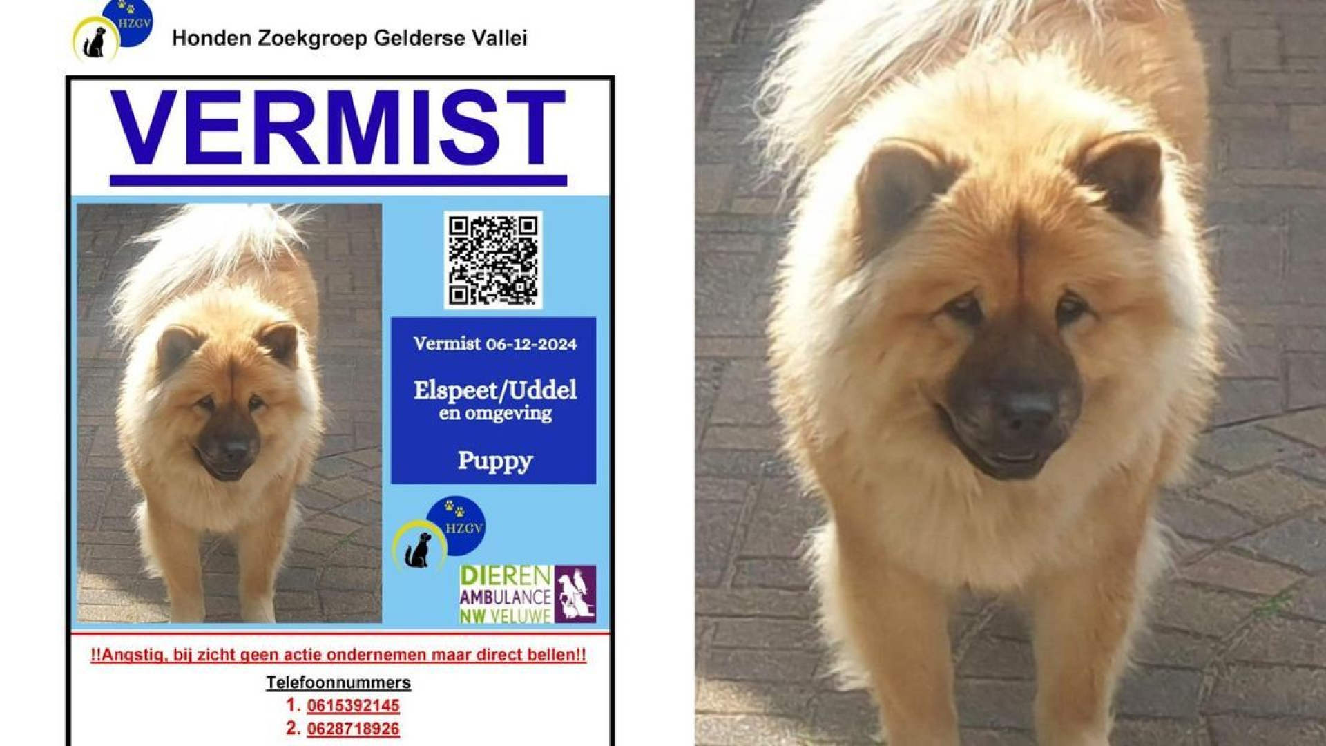 Hond Puppy nog altijd vermist, eigenaren radeloos