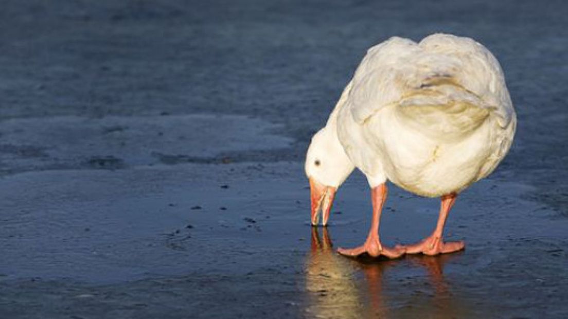 IJs op Veluwse plassen levensgevaarlijk