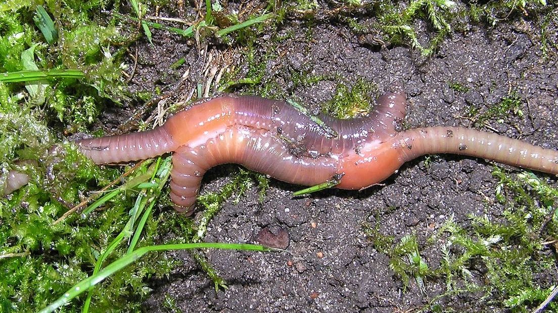 De paring van een regenworm duurt een paar uur (Rechten: Wikipedia / Beentree)