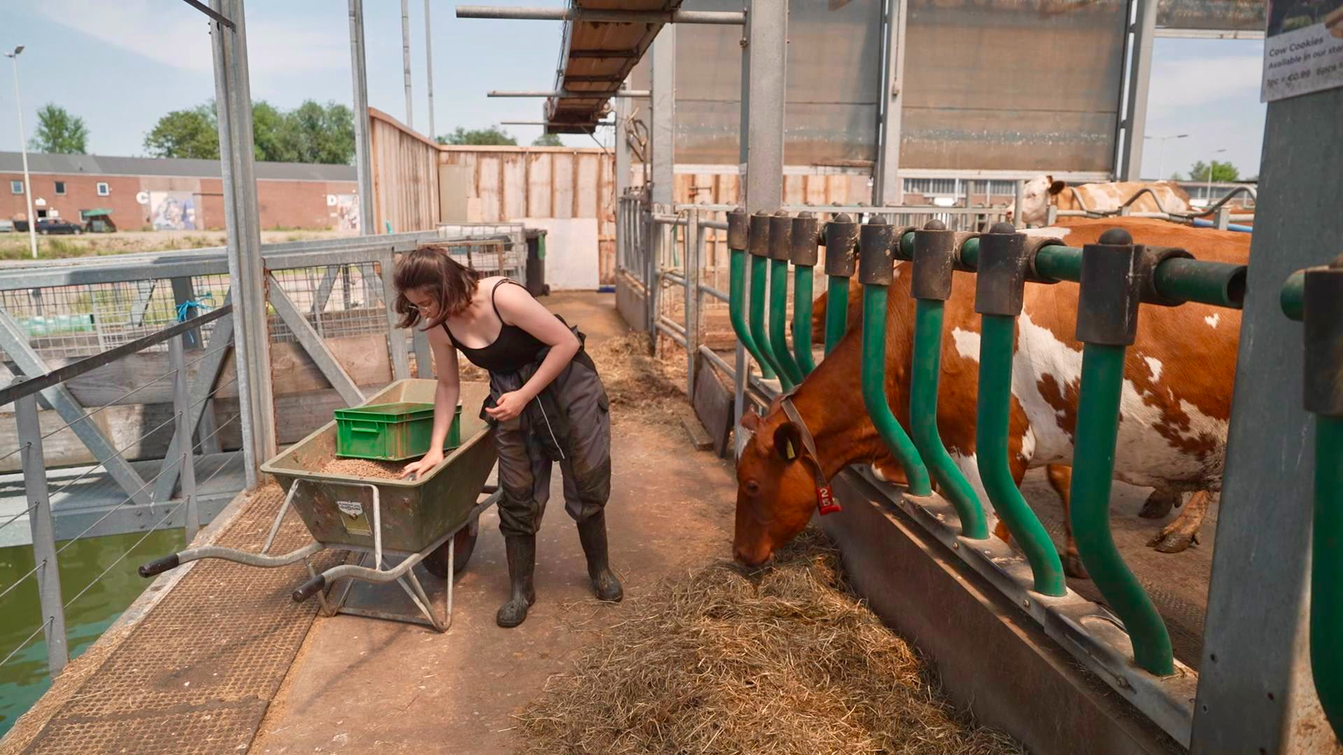 De koeien op de Floating Farm hebben alles dat hun hartje begeert.