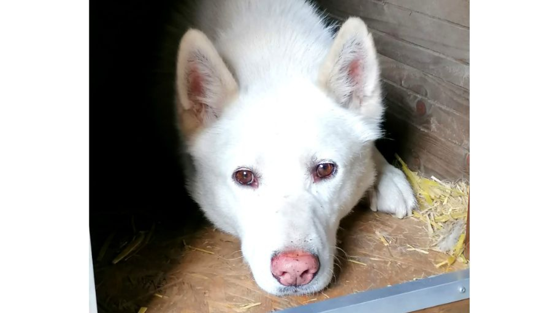 Husky Fozzie is al anderhalve maand zoek in de bossen: 'Ik leef iedere dag in een nachtmerrie'