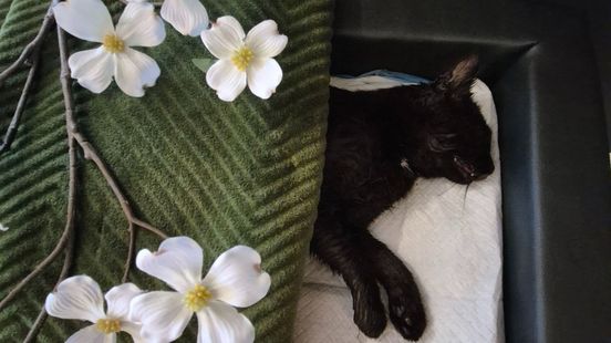 Claudia bracht haar kat naar het crematorium, maar nu blijkt het niet haar Henkie te zijn Home