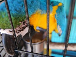 Partij voor de Dieren wil vergunningsplicht voor gebruik van dieren bij straathandel