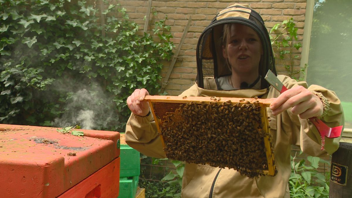 Imker Sabine zoekt doppen voor de koningin