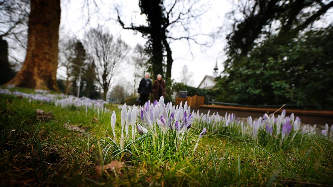 Bloeiende krokussen: de lente komt nu al op gang