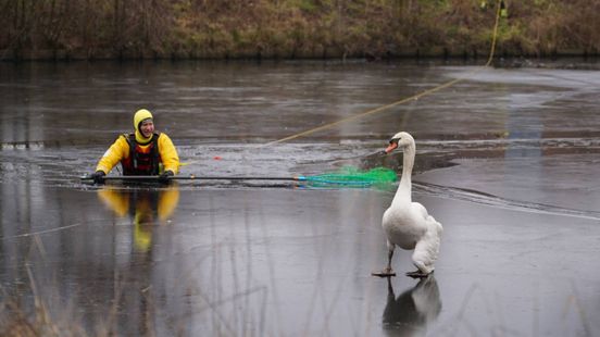 Brandweer redt zwaan met gebroken vleugel