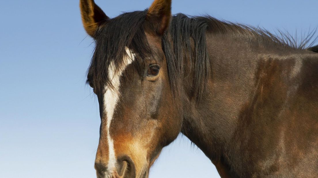 Besmettelijke ziekte rhinopneumonie