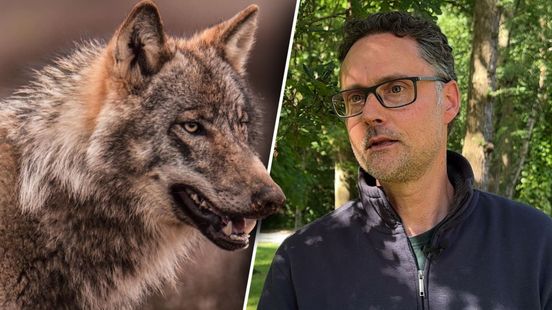 Méér bomen op de Veluwe door wolf, zo zit dat