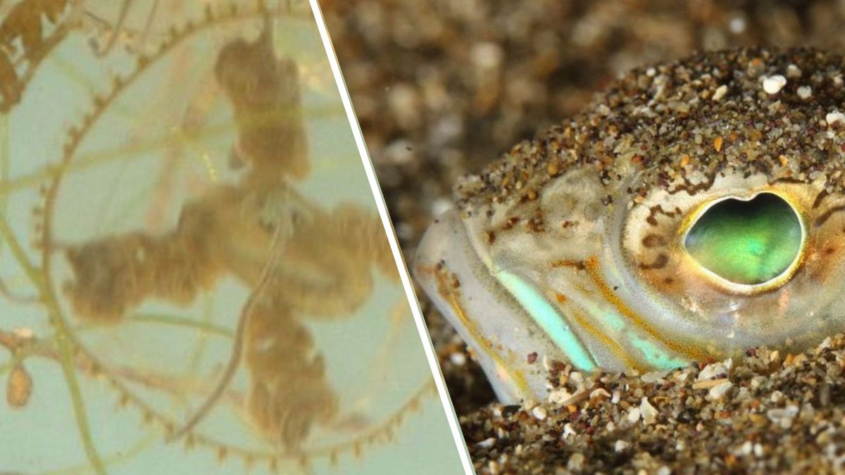Zwemmers Grevelingendam getroffen door 'onzichtbare' stekers, maar welke?