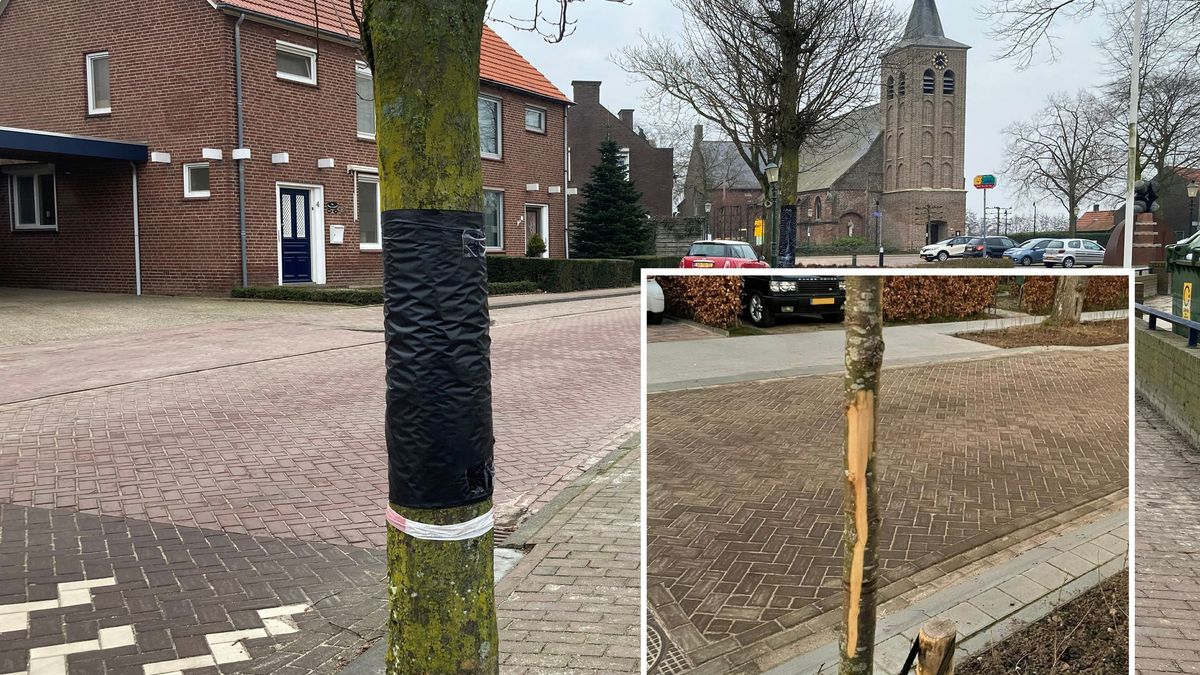 Kinderen beschadigen bomen met kaasschaaf in Blitterswijck