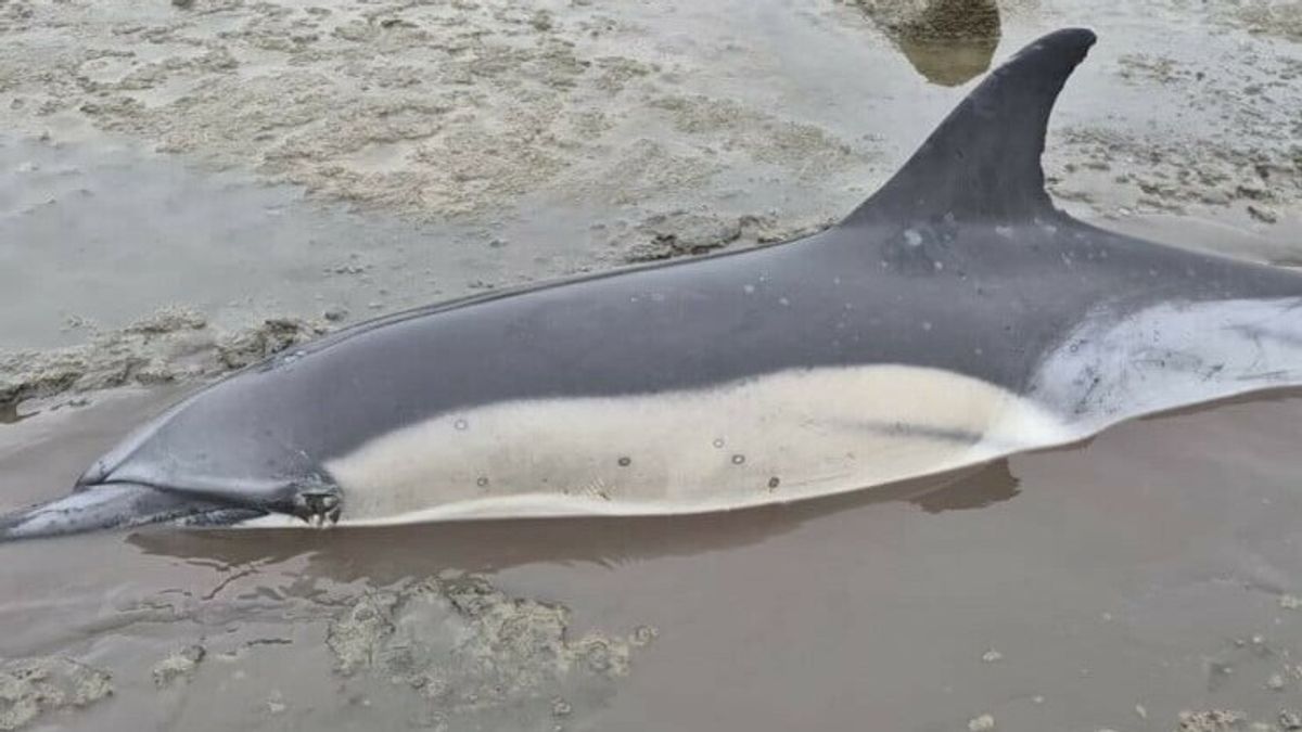 Dolfijn Djay-Lynn dood: 