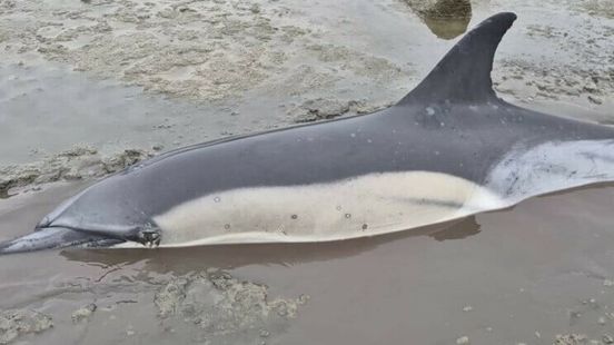 Dolfijn Djay-Lynn dood: "Extreem verdrietig" Nieuws