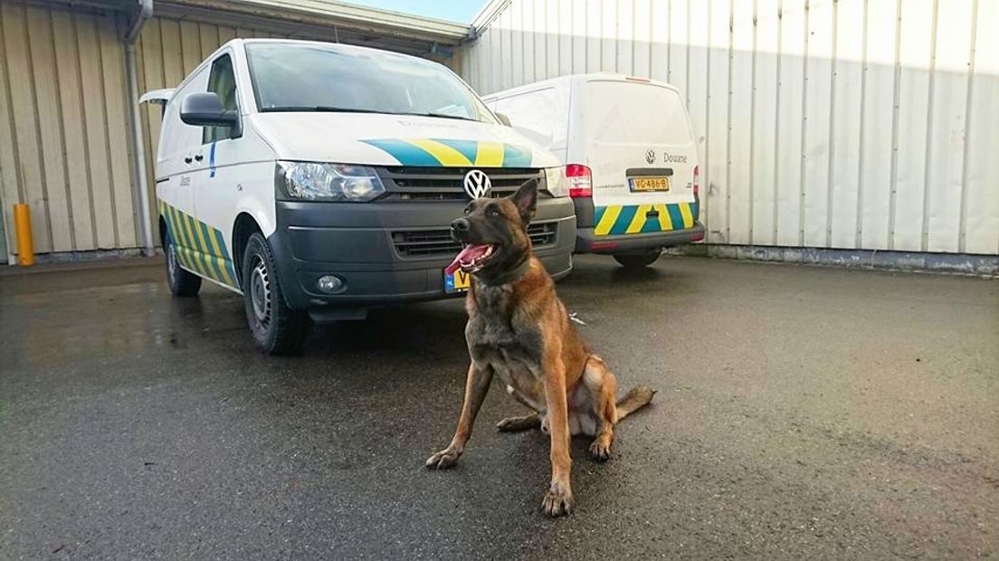 Wietkwekerij Kapelle opgespoord met speurhonden