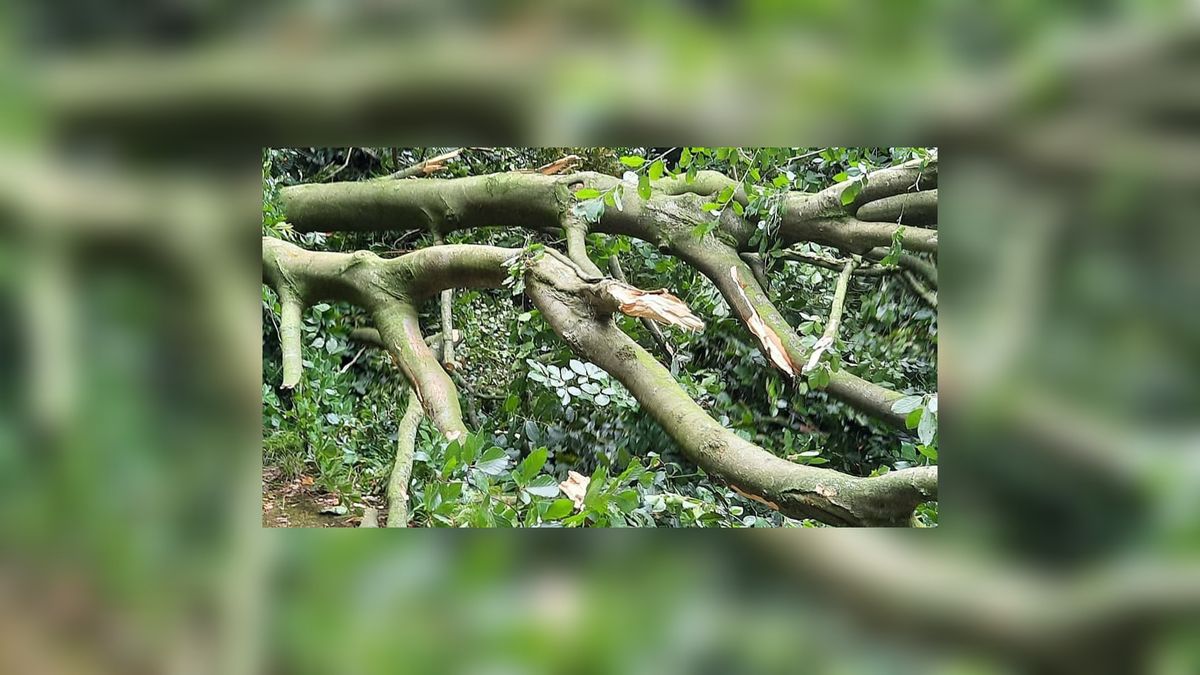 Zorgen over grote bomen na omvallen oude beuk Oentsjerk