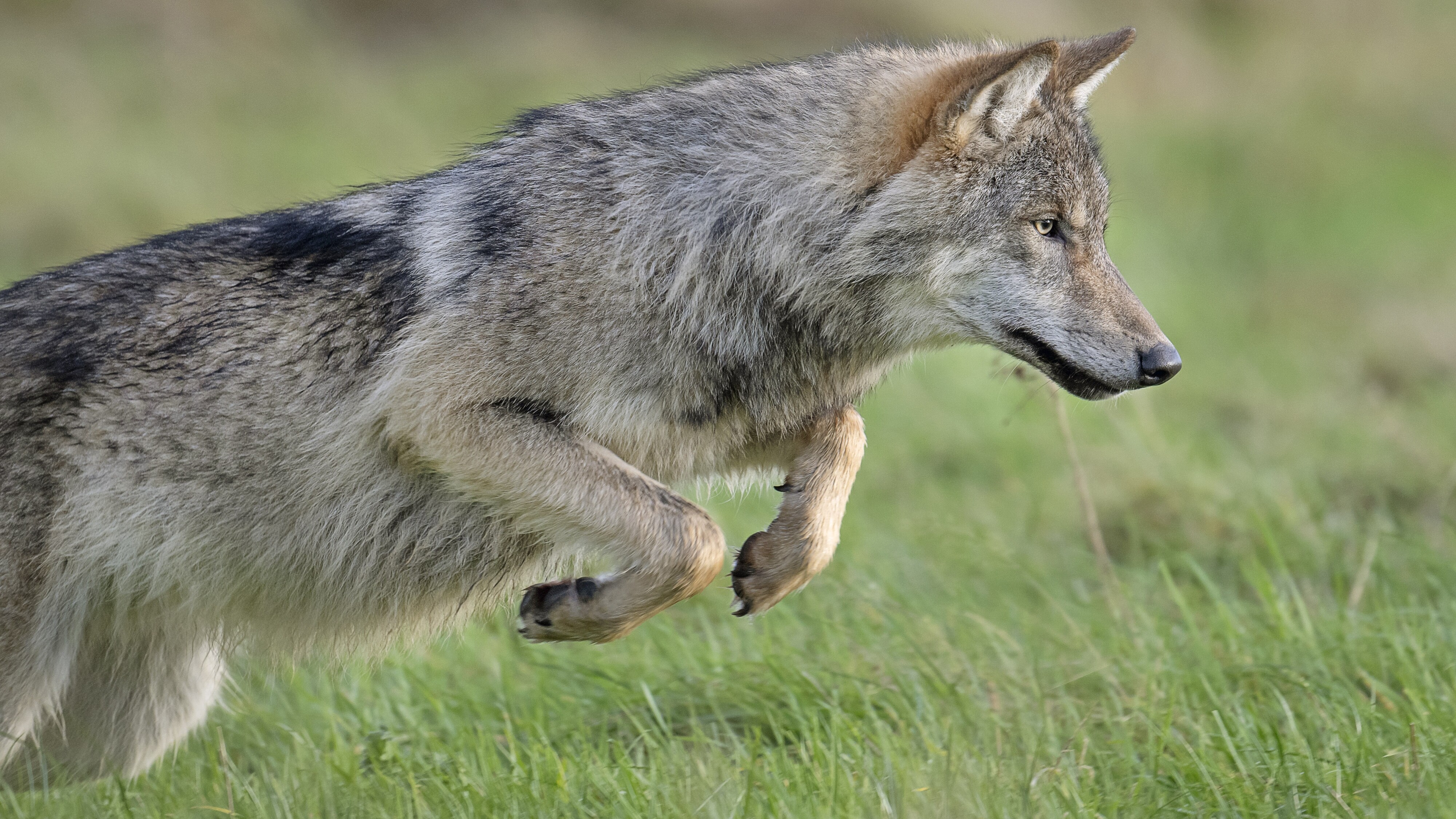 Advokaat justysje: ek in wolf dy't skiep oanfalt mei net delsketten wurde