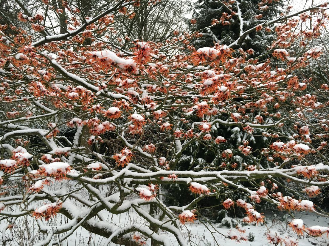 Toverhazelaar of hamamelis