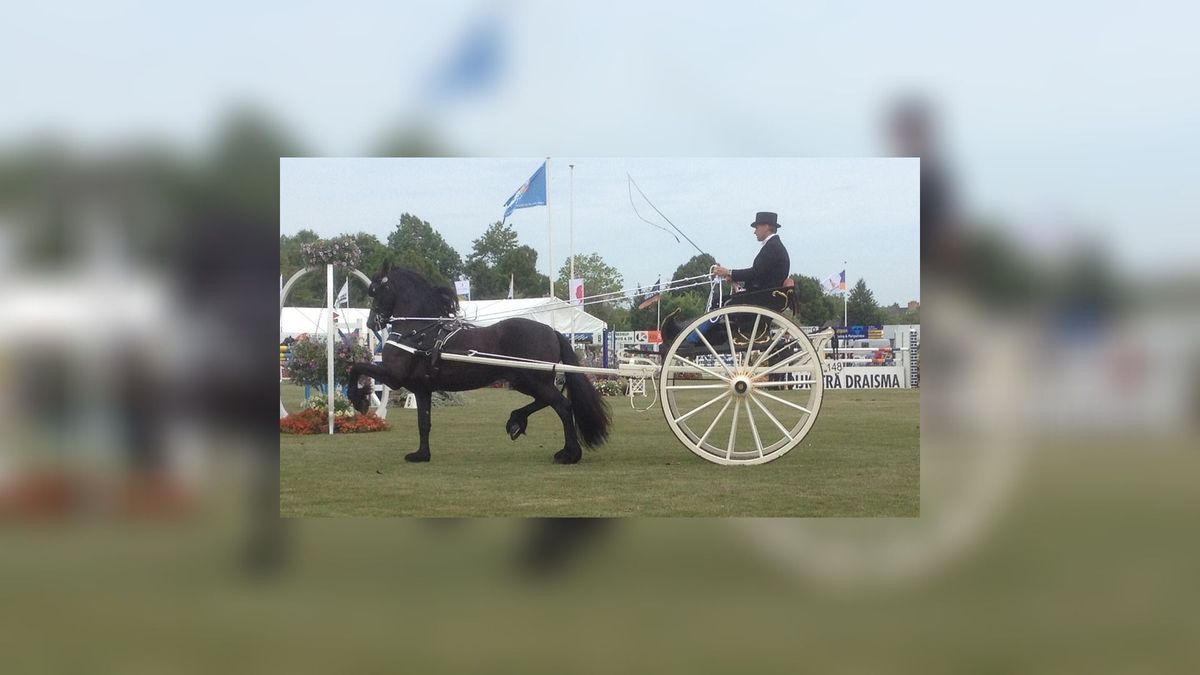 Jolanda Schreuder kampioen Fries paard in enkelspan voor de sjees