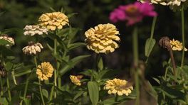 Tamara en andere vrijwilligers zetten Nieuw-Buinen in bloei met pluktuin