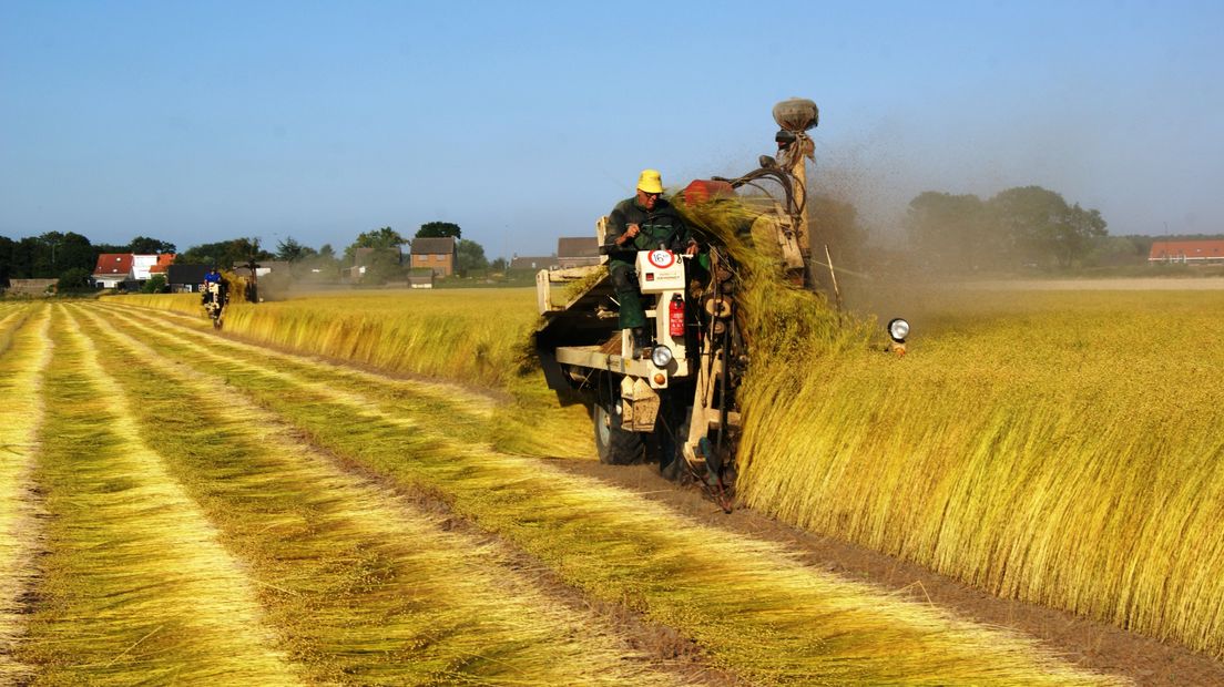 Vlas wordt getrokken in 's-Heerenhoek