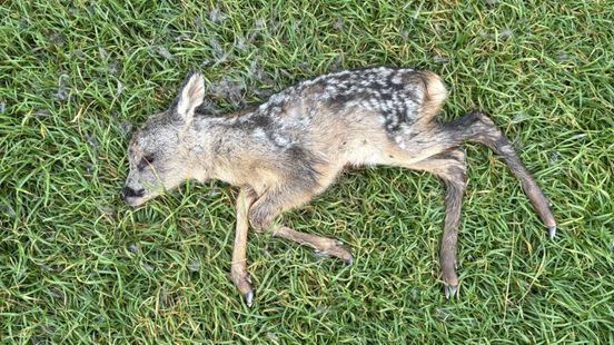 Dood reetje Haarrijnse Plas werd waarschijnlijk slachtoffer van hond Home